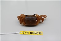 藏品(中華沙蟹)的圖片